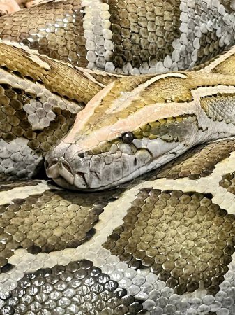 Téléchargez les photos : Une photographie d'un serpent avec un long cou et une longue queue. - en image libre de droit