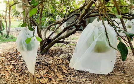 Téléchargez les photos : Une photographie d'un tas de sacs de nourriture suspendus à un arbre. - en image libre de droit