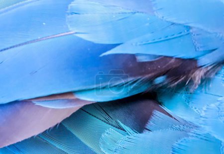 a photography of a close up of a blue bird's feathers.