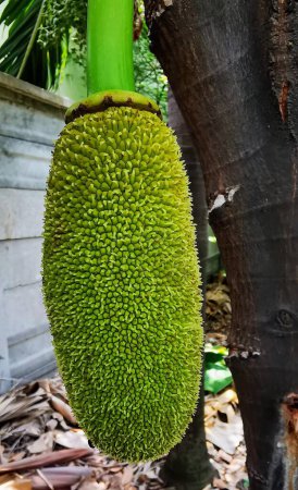 Téléchargez les photos : Une photographie d'un grand fruit vert suspendu à un arbre. - en image libre de droit