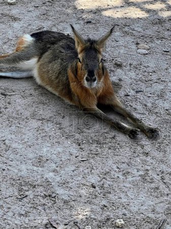 Foto de Una fotografía de un canguro tirado en el suelo en la tierra. - Imagen libre de derechos