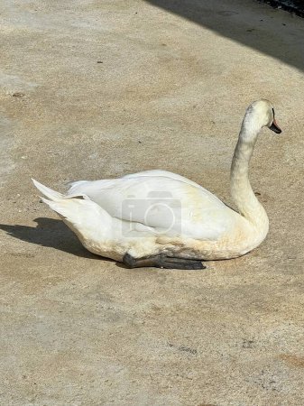 Foto de Una fotografía de un pato blanco sentado en un suelo de tierra. - Imagen libre de derechos