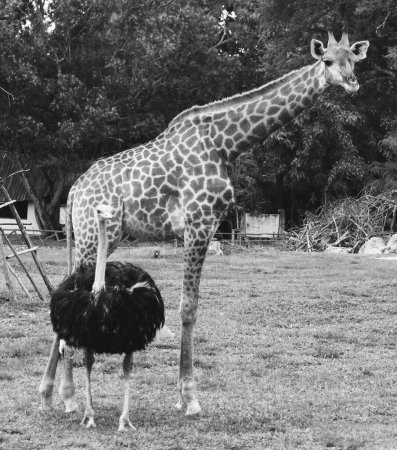 a photography of a giraffe and an ostrich in a field.
