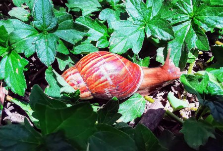 a photography of a snail crawling on a leafy plant.