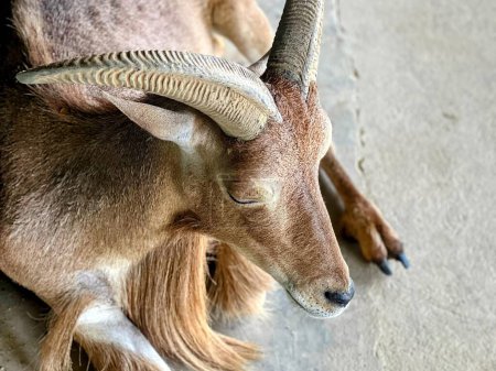 una fotografía de una cabra con cuernos largos tendidos en el suelo.
