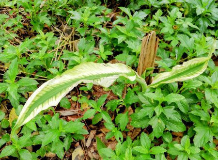 Fotografie einer Pflanze mit grünem Blattstiel inmitten eines Waldes.