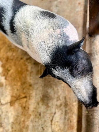 a photography of a pig with a black nose and white body.
