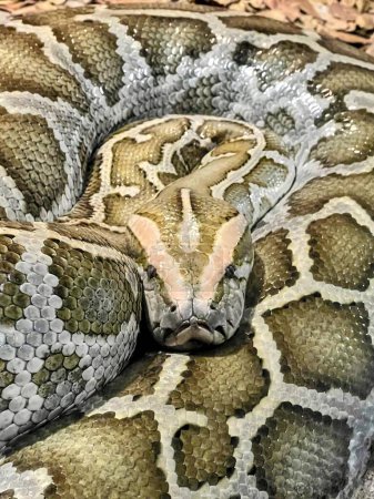 Téléchargez les photos : Une photographie d'un serpent enroulé sur un rocher. - en image libre de droit