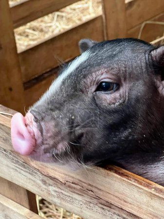 a photography of a pig sticking its tongue out of a wooden box.