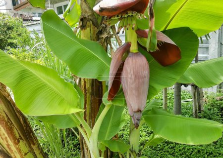 Téléchargez les photos : Une photographie d'un bananier avec un tas de bananes accrochées. - en image libre de droit