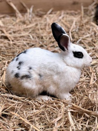 eine Fotografie eines kleinen weißen Kaninchens, das auf Heu sitzt.