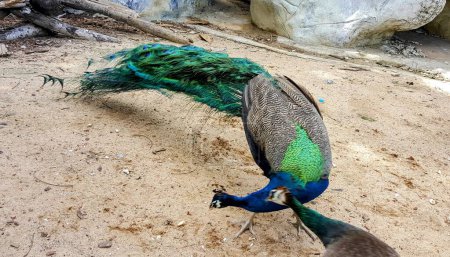 una fotografía de un pavo real con una larga cola caminando sobre un suelo de tierra.