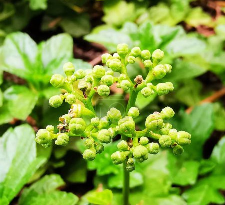a photography of a plant with green leaves and a few tiny flowers.
