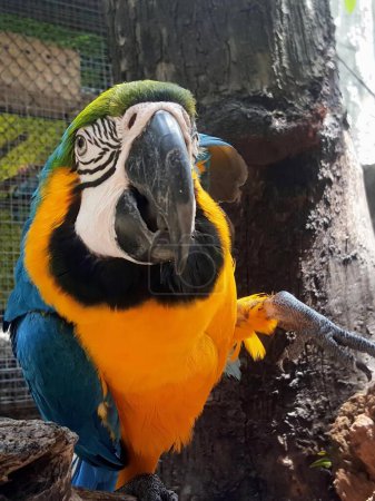 a photography of a colorful parrot sitting on a branch in a zoo.