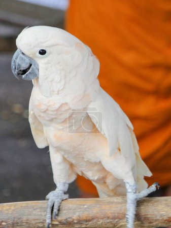 a photography of a white bird perched on a branch with a monk in the background.