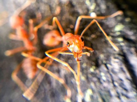 eine Fotografie einer Ameisengruppe auf einem Felsen.