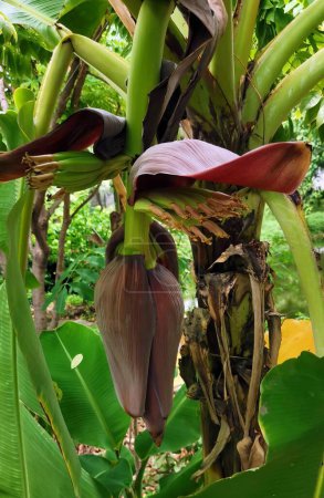 eine Fotografie einer Bananenstaude, auf der ein Bündel Bananen wächst.