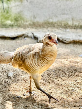 a photography of a bird walking on a dirt ground.