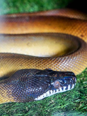 una fotografía de una serpiente tendida en el suelo con la cabeza apoyada en el suelo.