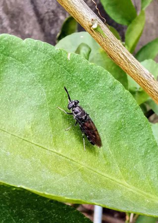 una fotografía de un insecto en una hoja con un fondo borroso.