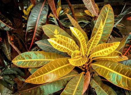 una fotografía de una planta con hojas amarillas y verdes en un jardín.