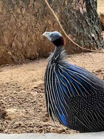 a photography of a bird with a blue and black tail sitting on the ground.