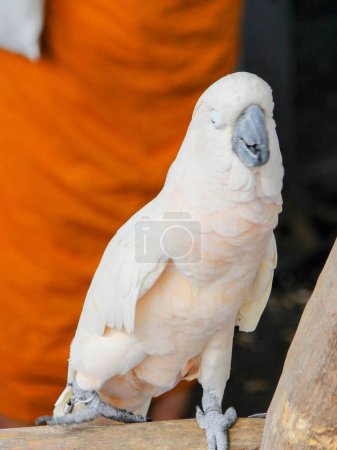 une photographie d'un oiseau blanc avec un ?il bleu assis sur une branche.