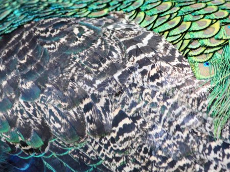 une photographie d'un paon avec une queue bleue et des plumes vertes.
