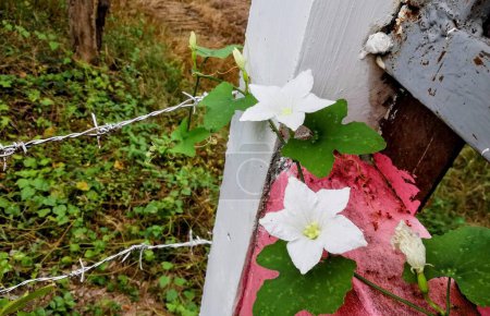 eine Fotografie einer weißen Blume, die auf einem Zaunpfahl wächst.
