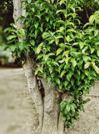 eine Fotografie eines Baumstammes, aus dem eine grüne Pflanze wächst.