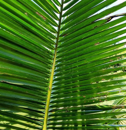 eine Fotografie eines grünen Palmblattes mit einem darauf hockenden Vogel.