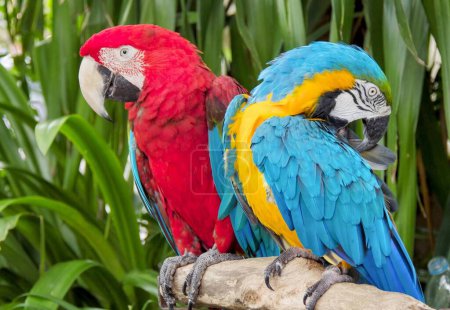 a photography of two colorful parrots sitting on a branch in a tropical setting.