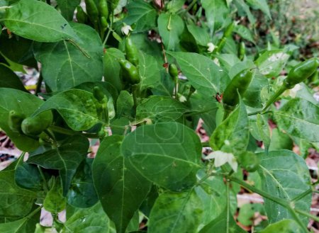 eine Fotografie einer Pflanze, auf der grüne Paprika wächst.