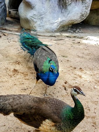 a photography of two peacocks walking around in a zoo.