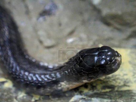 une photographie d'un serpent avec une tête noire et une queue noire.
