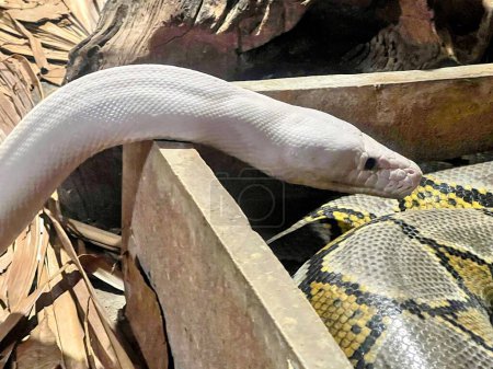 Téléchargez les photos : Une photographie d'un serpent mange un serpent dans une cage. - en image libre de droit