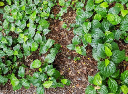 Photo for A photography of a patch of green plants with leaves on the ground. - Royalty Free Image