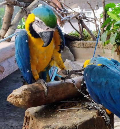 a photography of two parrots sitting on a tree branch with chains.
