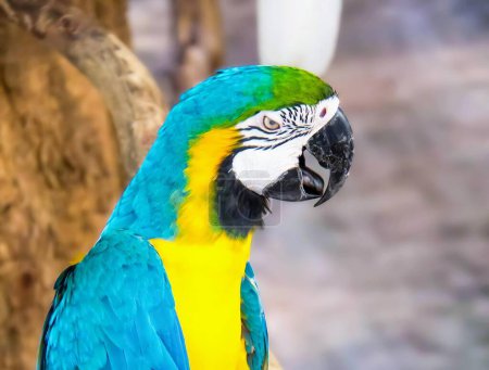 une photographie d'un perroquet au visage bleu et jaune.