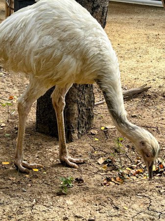 a photography of a white ostrich eating leaves from a tree.
