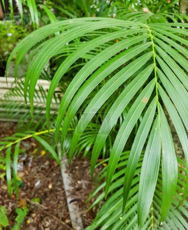una fotografía de una palmera en un jardín tropical.
