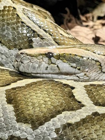 Téléchargez les photos : Une photographie d'un serpent avec un long cou et une longue langue. - en image libre de droit