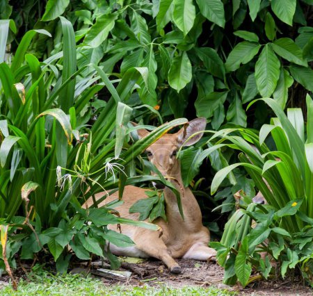 a photography of a deer laying in the grass surrounded by plants.
