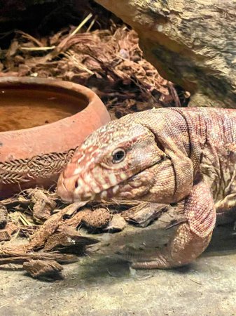 a photography of a lizard with a large head and a small body.