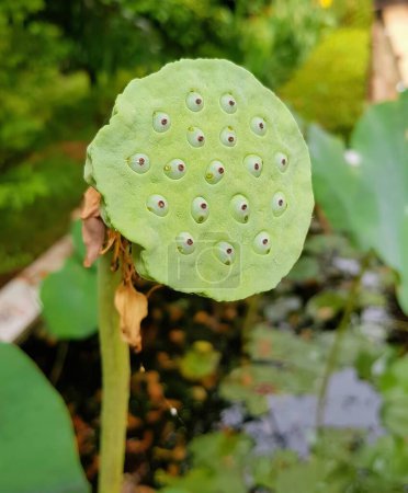 une photographie d'une gousse de lotus avec de nombreux trous dedans.