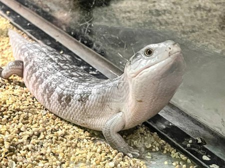 Foto de Una fotografía de un lagarto sentado sobre grava junto a un vaso. - Imagen libre de derechos