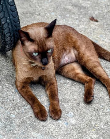Téléchargez les photos : Une photographie d'un chat posé sur le sol à côté d'un pneu. - en image libre de droit