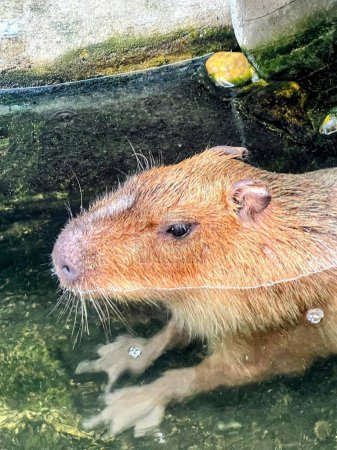 una fotografía de un roedor en un charco de agua.