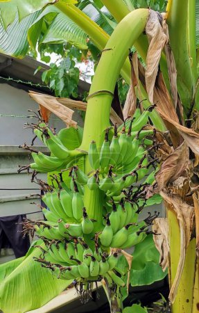 Téléchargez les photos : Une photographie d'un bouquet de bananes accrochées à un arbre. - en image libre de droit