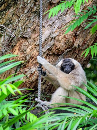 Téléchargez les photos : Une photographie d'un singe accroché à une corde dans un arbre. - en image libre de droit